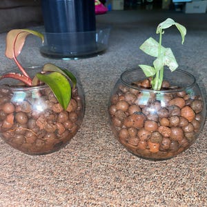 Katreva added a photo of their purchase