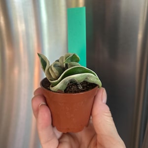 Michelle added a photo of their purchase
