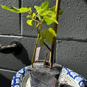 Esme ha añadido una foto de su compra