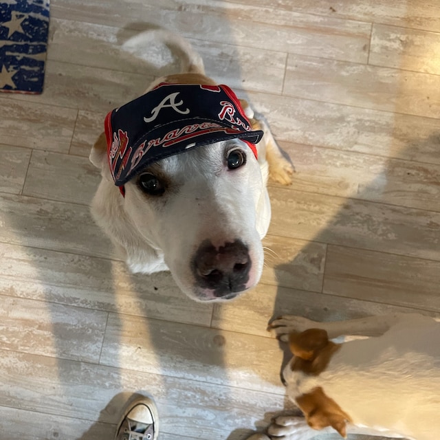 Dog Hat Braves Sports Fabric Etsy