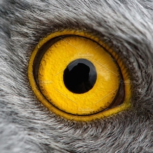EAGLE added a photo of their purchase