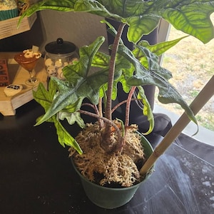 Allie ha añadido una foto de su compra