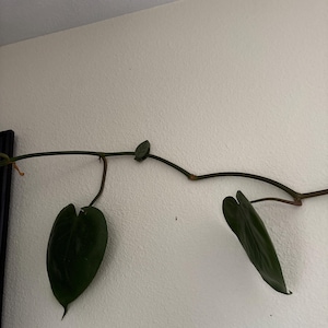 Sonja added a photo of their purchase