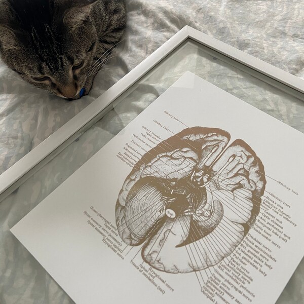 Human Brain Anatomy Medical Student Gift Foil Print - Doctors Office ...