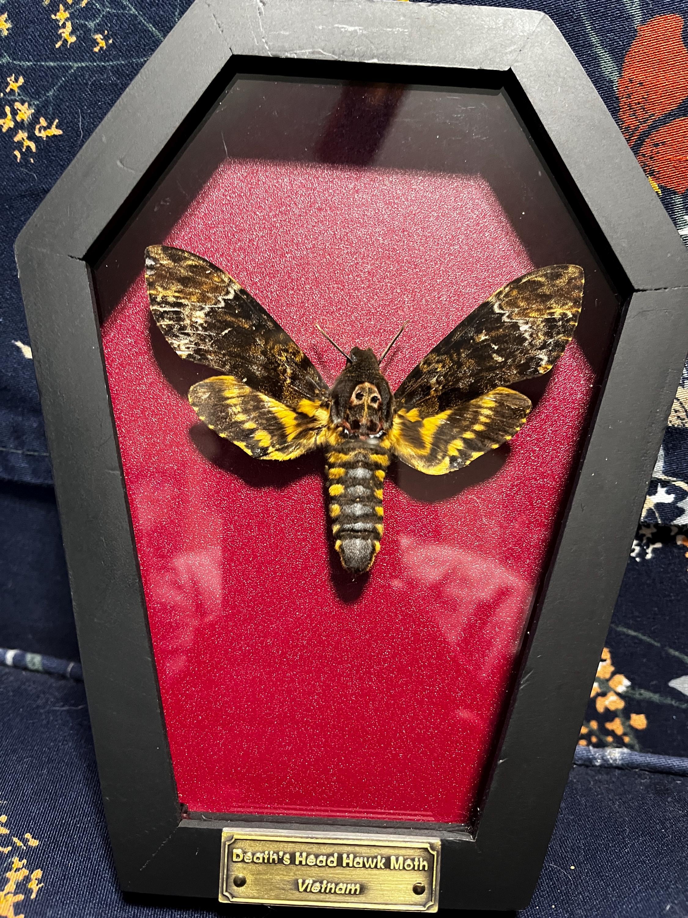 Real Death Head Moth Acherontia Coffin Frame, Black Gothic Hanging Decor, Skull Moth Oddities Curiosities Gallery, Dark Gothic Wall Decor