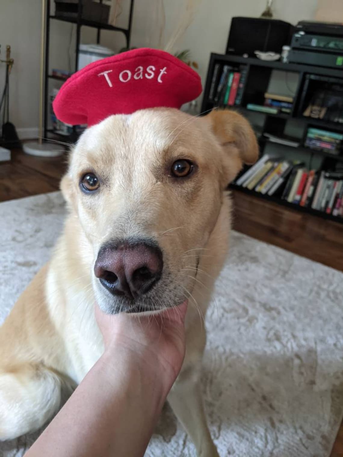 Customer photo of a pet with the Beret Personalized for small pet Raspberry