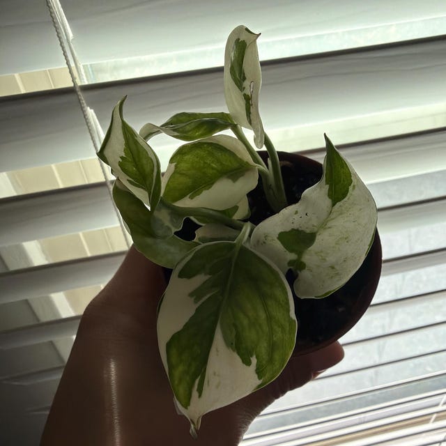 Pothos Glacier Starter Plant - Epipremnum Aureum - 3