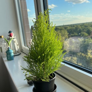 Silvia added a photo of their purchase