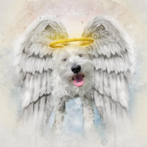 Pet Loss Memorial Portrait With Angel Wings and Halo,deceased Pet, Dog ...
