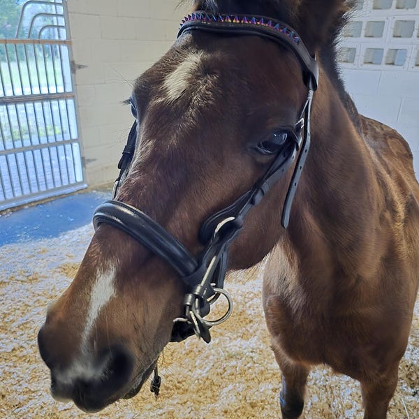Empty Leather Channel Browband – 8mm, Create Your Own, 15-18 Inch, Horse Tack