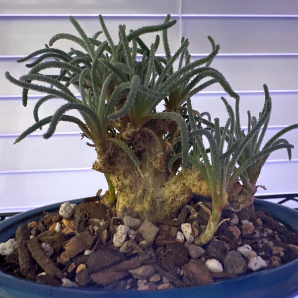 Rare Caudex, Phyllobolus Resurgens, Old Stem, Live Plant - Etsy