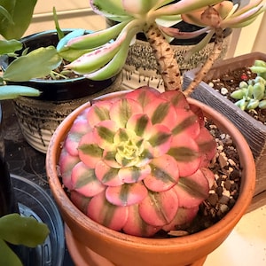 whimsy added a photo of their purchase