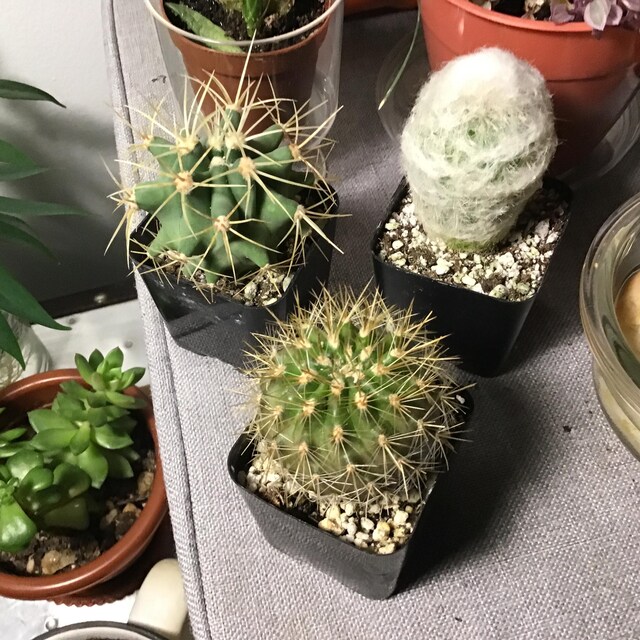 Potted Mini Cactus Plants, Unique Variety Set of 3 - Etsy 日本