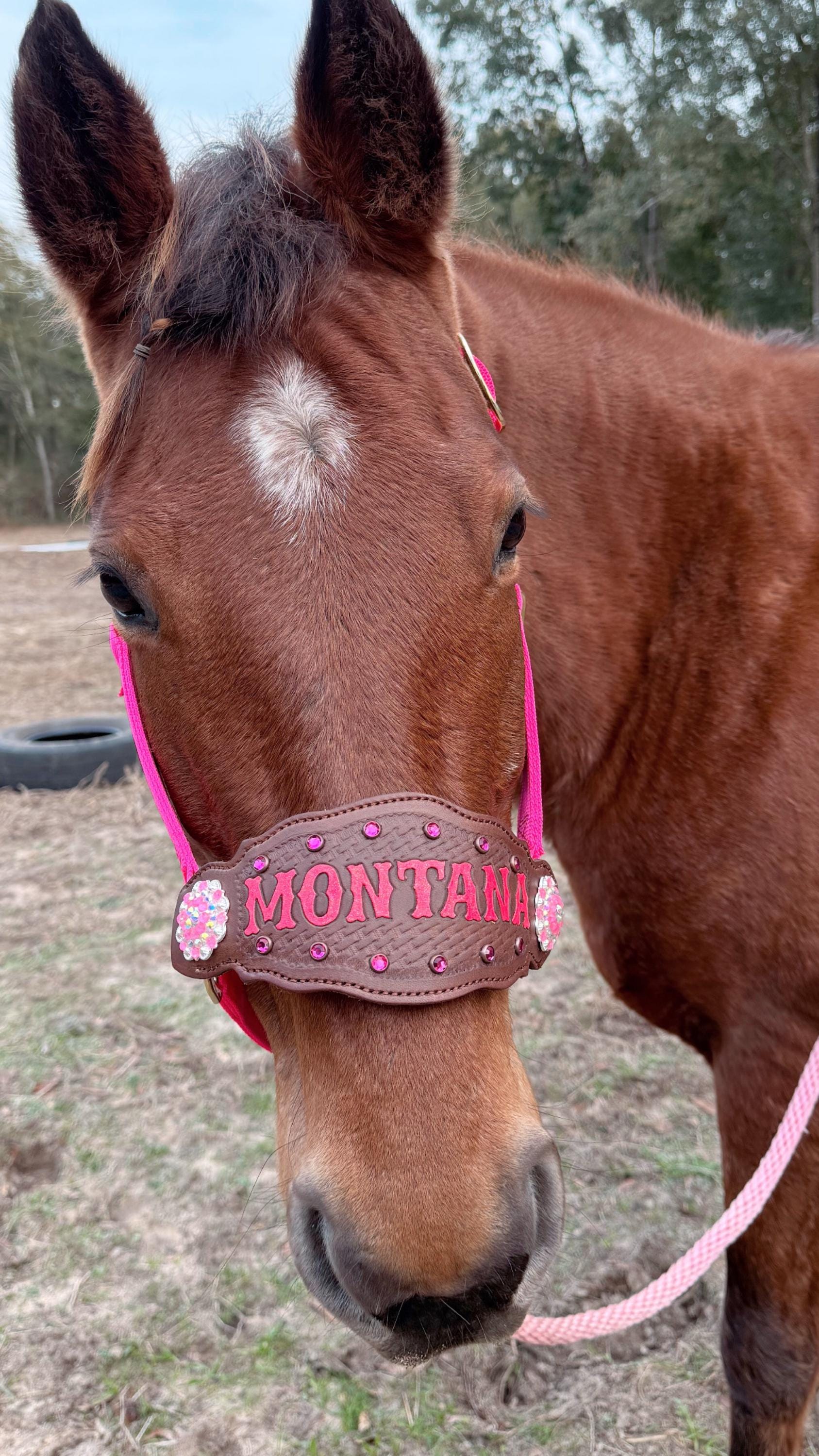 Custom Nylon Bronc Halter - Stronger Design Than Tab Style Leather Noseband