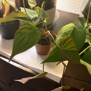 Lindy added a photo of their purchase