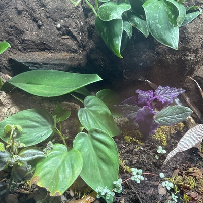 ROOTED VEIL