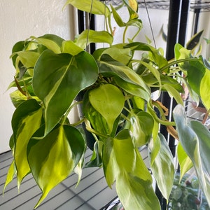 Nicole added a photo of their purchase