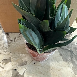 M added a photo of their purchase