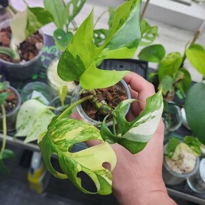 Rhaphidophora Tetrasperma Aurea Variegated - Etsy