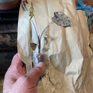 Myra ha añadido una foto de su compra