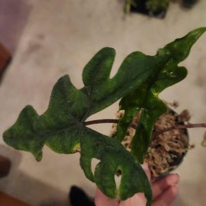 Candy ha añadido una foto de su compra