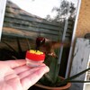Trio of Hum-button™, Mini Hand Held Hummingbird Feeders New Style 2017 ...