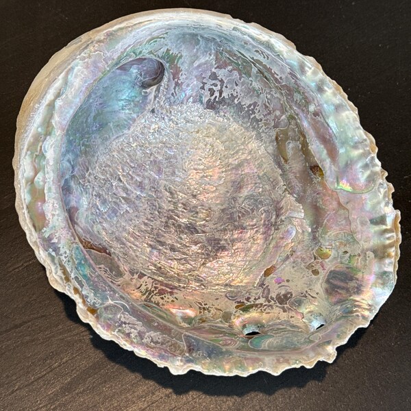 Shell Bits & Pieces Shards Beach Sand Tiny Little Shells for DIY Crafts ...