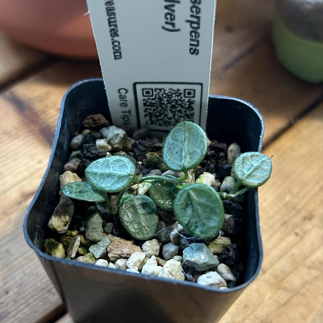 Hoya serpens (Silver) | 2-Inch – Hoya Treasures
