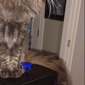 Cat proofing a PC power button. - Imgur