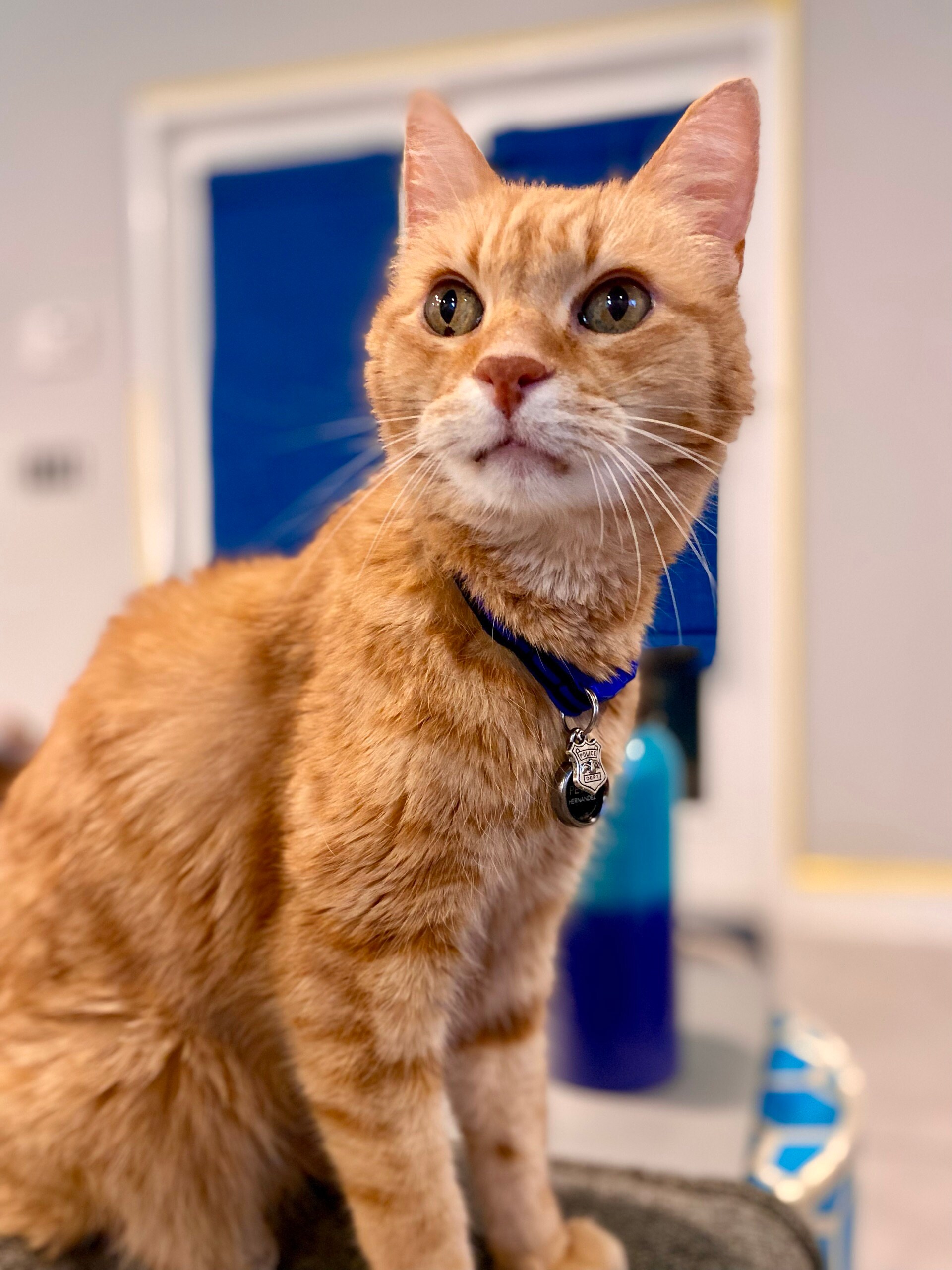 thin blue line cat collar