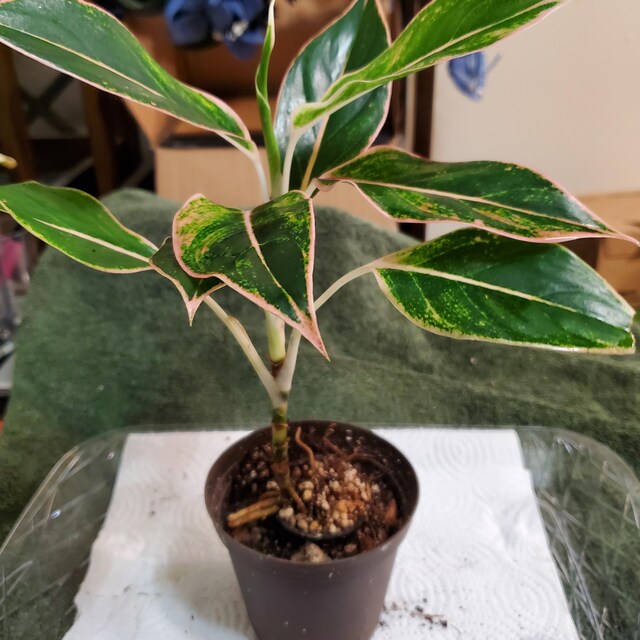 Aglaonema Pink Aurora - Etsy
