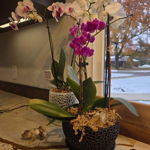 Kiki added a photo of their purchase