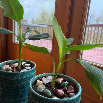 Blue Java Banana Tree Ice Cream Banana Plant Starter Fruit Tree Live ...