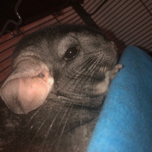 Lily added a photo of their purchase