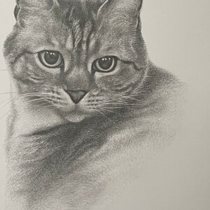猫の鉛筆スケッチ - カスタム鉛筆画 - 手作り。 - Etsy 日本