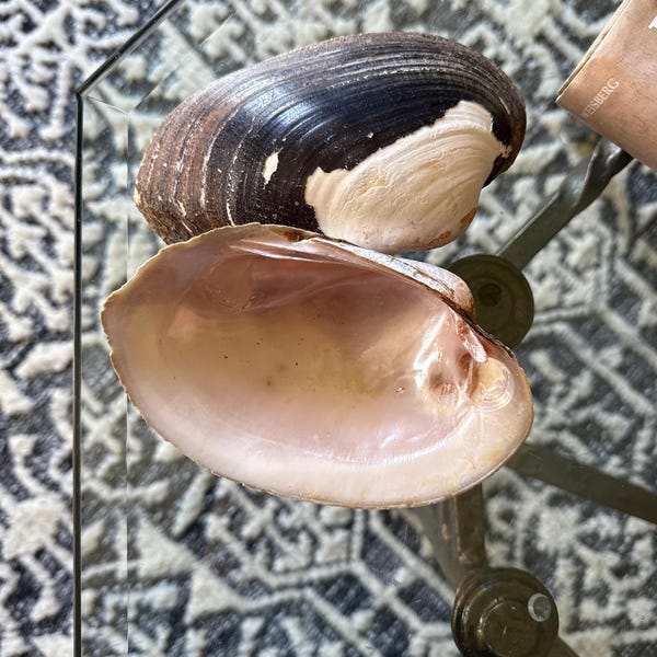 Shell Bits & Pieces Shards Beach Sand Tiny Little Shells for DIY Crafts ...