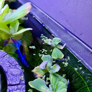 Sophia heeft een foto van zijn/haar aankoop toegevoegd