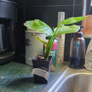 Kippi added a photo of their purchase