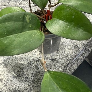 Hoya Fusco Marginata | Hoya Vitellina | VERY RARE Live Hoya Plant - Etsy