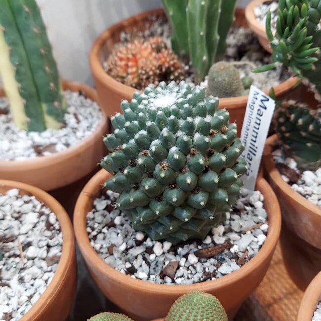 Mammillaria "magnimamma Toluca " Cactus - Etsy