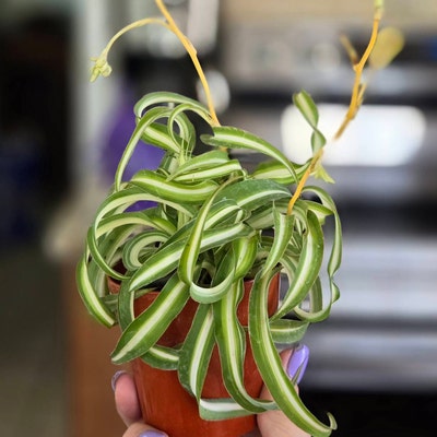 Fern Cotton Candy - Etsy