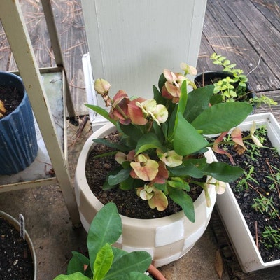 Live Rijnstar Pink Bougainvillea Starter Plant - Well-Rooted, Blooming Size, USA Grown, Ships In Pot