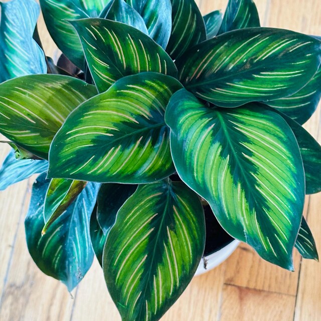 dracaena marginata indoor Dracaena Marginata Freestyle main image 0
