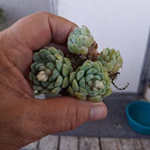 Dawnica added a photo of their purchase