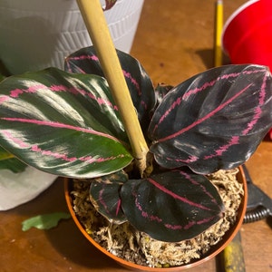 Ka ha aggiunto una foto del proprio acquisto