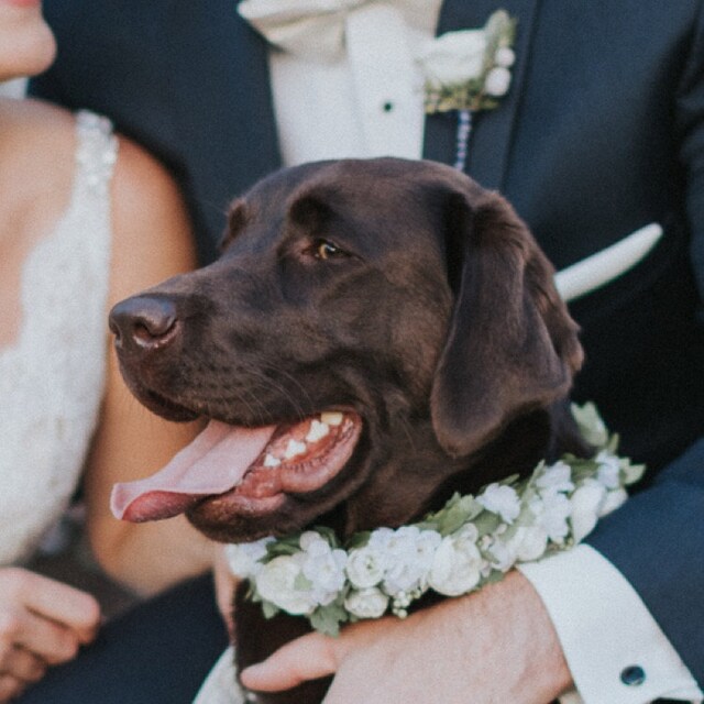 Hochzeit Hund Halsband Hund Blume Kragen weißer Hund Etsy