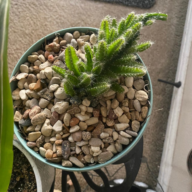 T. Succulent Form × Nizanda T'STROPICALS Succulent Twist in Durham, NC | Floral Dimensions