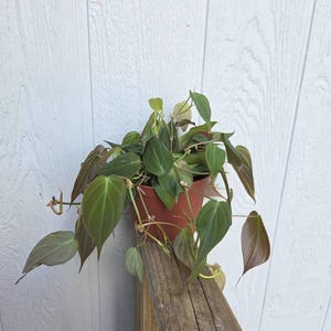 Amanda added a photo of their purchase