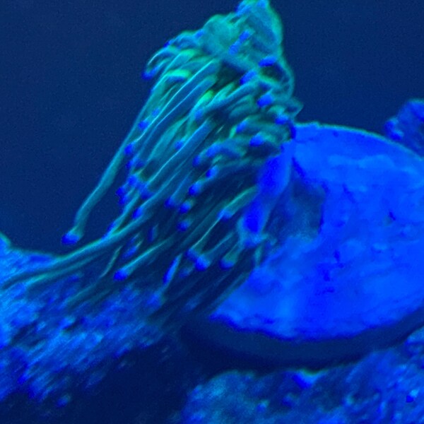 Beautiful view of Saltwater Aquarium Feeding For Beginners With Goby Fish