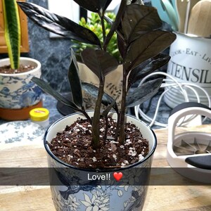 Black ZZ Plant- Zamioculcas Zamiifolia Raven- Black Raven ZZ in